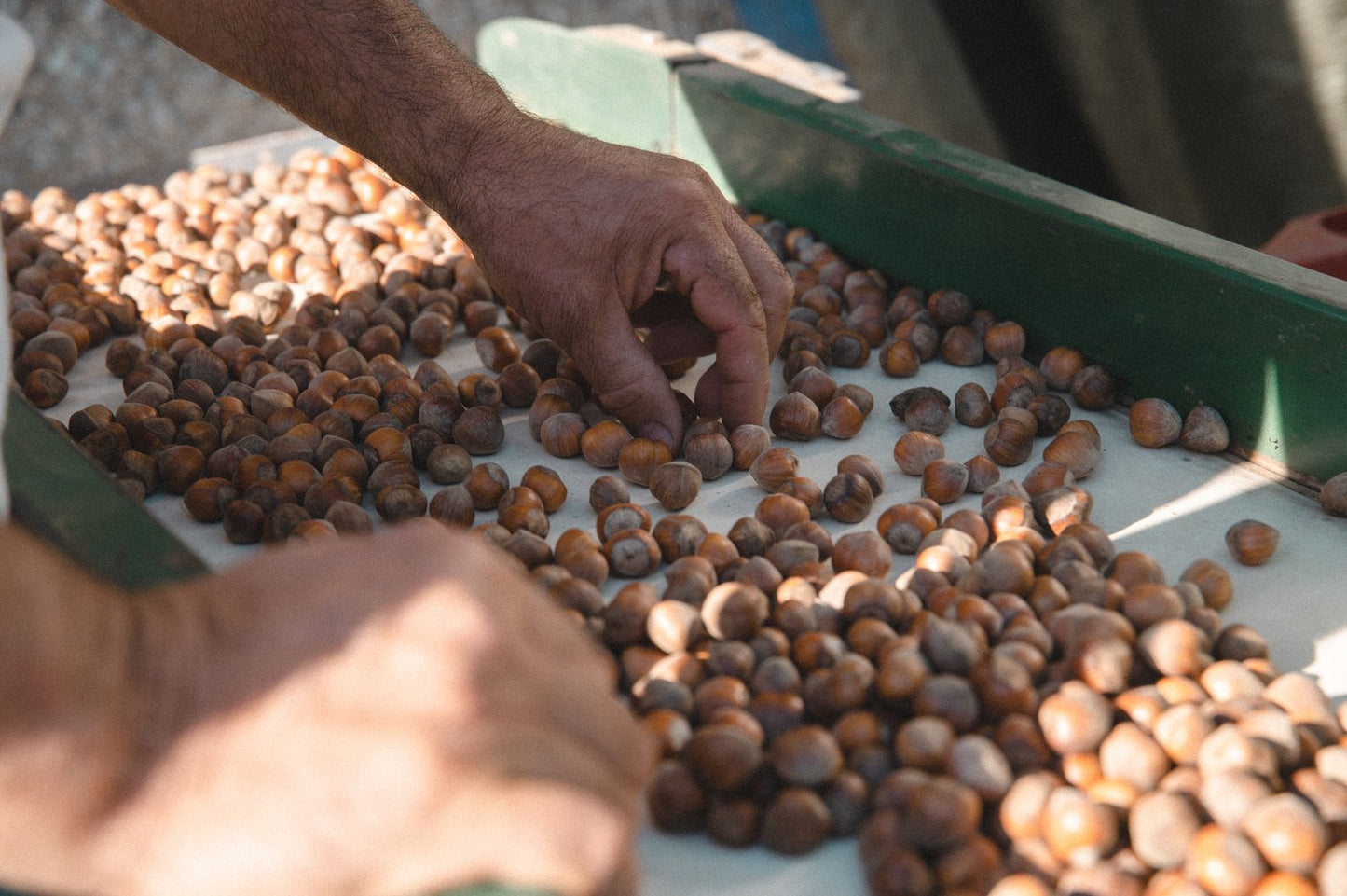 <tc>1kg Bag of Hazelnuts</tc>